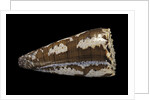 Conus fuscatus by Anonymous