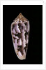 Conus gubernator by Anonymous