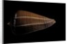 Conus sanguinolentus by Anonymous