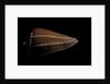 Conus sanguinolentus by Anonymous
