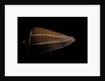 Conus sanguinolentus by Anonymous
