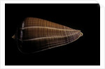 Conus sanguinolentus by Anonymous