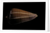 Conus sanguinolentus by Anonymous
