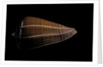 Conus sanguinolentus by Anonymous