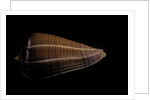 Conus sanguinolentus by Anonymous