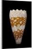 Conus vidua by Anonymous