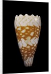 Conus vidua by Anonymous