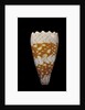 Conus vidua by Anonymous