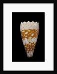 Conus vidua by Anonymous