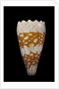 Conus vidua by Anonymous
