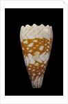 Conus vidua by Anonymous