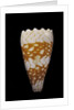 Conus vidua by Anonymous