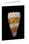 Conus vidua by Anonymous
