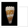 Conus vidua by Anonymous