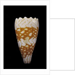 Conus vidua by Anonymous