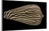 Conus zebroides by Anonymous