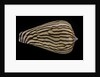 Conus zebroides by Anonymous
