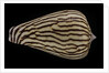Conus zebroides by Anonymous