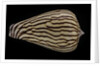 Conus zebroides by Anonymous