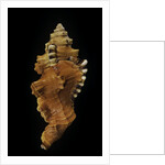 Cymatium lotorium by Anonymous