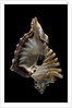 Cymatium ranzanii by Anonymous