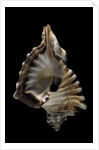 Cymatium ranzanii by Anonymous