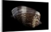Cymbiola nobilis by Anonymous