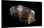 Cymbiola nobilis by Anonymous