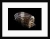 Cymbiola nobilis by Anonymous
