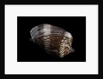 Cymbiola nobilis by Anonymous