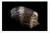 Cymbiola nobilis by Anonymous