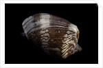 Cymbiola nobilis by Anonymous