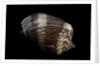 Cymbiola nobilis by Anonymous