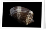 Cymbiola nobilis by Anonymous