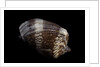 Cymbiola nobilis by Anonymous