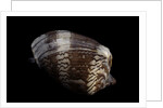 Cymbiola nobilis by Anonymous