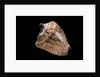 Cymbiola nobilis by Anonymous