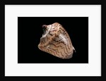Cymbiola nobilis by Anonymous