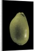 Cypraea arabica by Anonymous