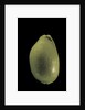 Cypraea arabica by Anonymous