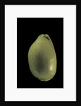 Cypraea arabica by Anonymous