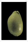 Cypraea arabica by Anonymous