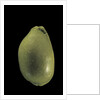 Cypraea arabica by Anonymous