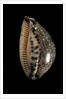 Cypraea arabica by Anonymous