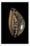 Cypraea arabica by Anonymous