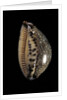 Cypraea arabica by Anonymous