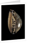 Cypraea arabica by Anonymous