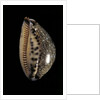 Cypraea arabica by Anonymous
