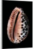Cypraea arabica by Anonymous