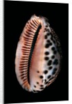 Cypraea arabica by Anonymous